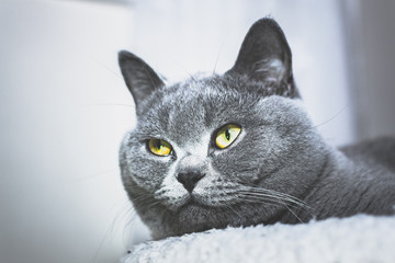 Britisch Kurzhaar edele Katze