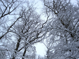 Winterwald