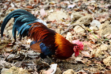 The Beautiful Red Rooster walking on the ground