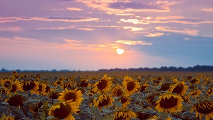 big yellow flower discs in sunflower field against cloudy sunset sky, summer late evening sun after...