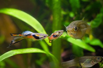 Guppy endler, Poecilia wingei, freshwater aquarium fish, males in spawning coloration and female,...