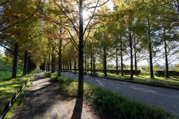 太陽が丘　メタセコイヤ並木道