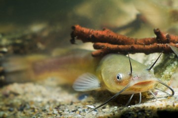 Obraz na płótnie Canvas Channel catfish, Ictalurus punctatus, freshwater fish in European biotope aquarium, detail of tank