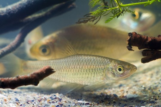 Pseudorasbora parva, stone moroko or topmouth gudgeon, freshwater fish in beautiful biotope aquarium, side view nature photo