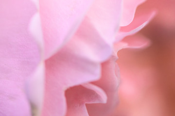 pink rose
