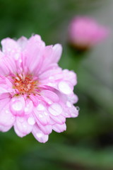 ピンクの花と雫