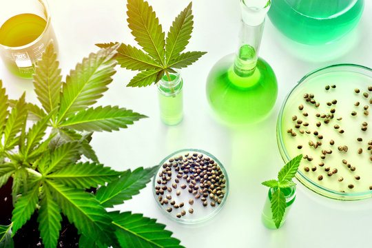 Scientific Research Of Medical Cannabis For Use In Medicine, Biotechnology Concept