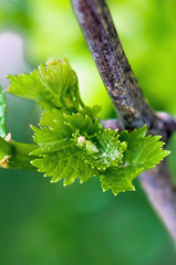 shoots and leaves of grapes on the vine spring