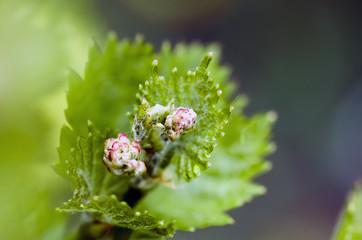 shoots and leaves of grapes on the vine spring