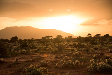 Golden sunset over African savanna © Maciej Urbanowicz
