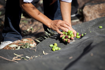 Harvesting fresh olives