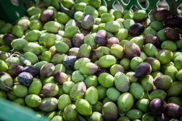 Harvested fresh olives