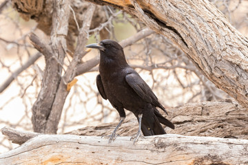 Cape Crow or Black Crow, Corvus capensis, Kgalagadi Transfrontier Park, Northern Cape, South Africa