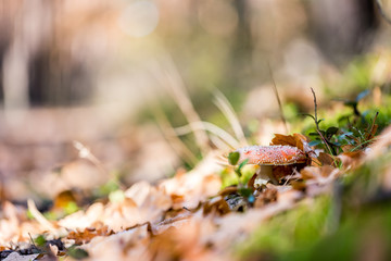 Mushroom in the forest just after the rain