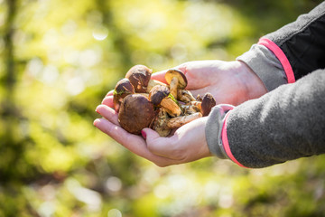 Mushrooms from the forest