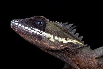 Robinson's Anglehead Lizard (Malayodracon robinsonii)