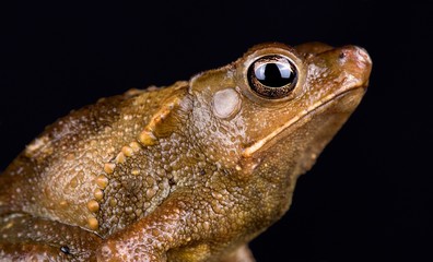 Peruvian helmeted toad (Rhinella roqueana)