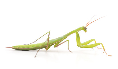 Large green mantis.