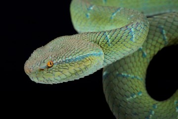 North Philippine temple pitviper (Tropidolaemus subannulatus)