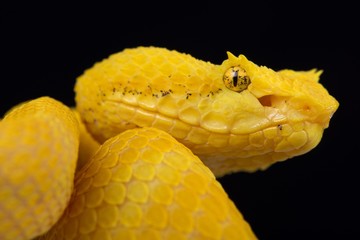 Eyelash viper