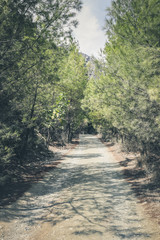 Wide and straight rocky trail in middle of pine forest. 