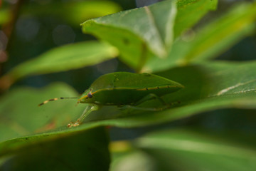 Fototapeta premium Macro leaf bug