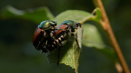 beetles mating 