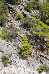 View of stone layered mountain slope and  trees growing on it.