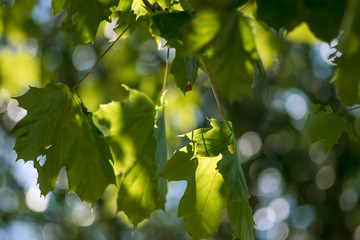 green leaves and blue sky