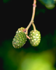 acorns on branch