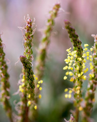 wild flowers in the garden