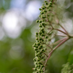 flowers in the garden