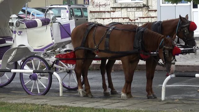 Horse-drawn harness with a walking carriage on the street. HD video