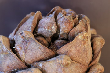 macro photo cedar pine resin cone