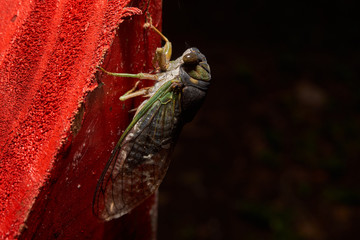 Macro photograph of a cicada