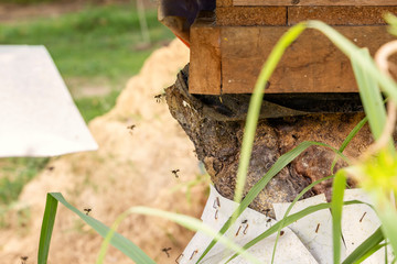 Black bee-carpenters (genus xylocopa) fly into a beehive tray from an old tree stump on a bee farm - an apiary on a sunny day. Close-up