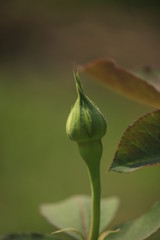 Obraz na płótnie Canvas Rose Flower Bud at Garden