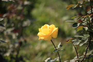 Yellow Rose Flower at Garden