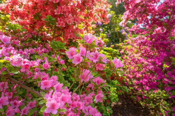Rhododendron im Garten