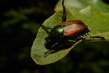 Macro photograph of a beetle  