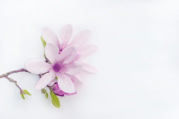 Beautiful twig with purple magnolia flowers on a white background wtih copy space