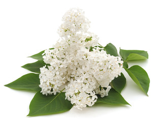White flower and leaf.