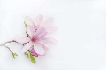 Beautiful twig with pink magnolia flowers on a white background wtih copy space