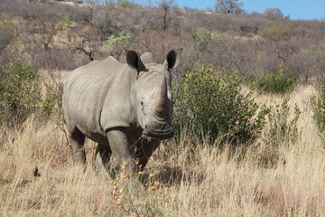 Nashorn in farbe 