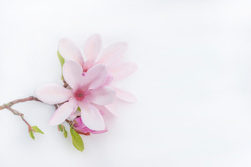 Naklejka na ściany i meble Beautiful twig with pink magnolia flowers on a white background wtih copy space