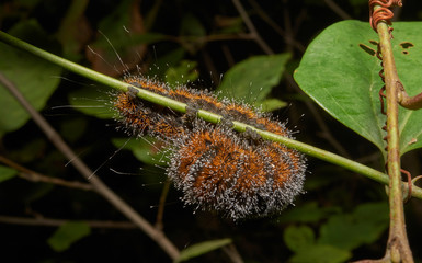 Macro photograph of a caterpillar holding onto a limb