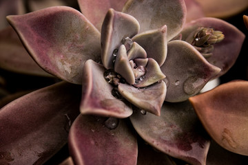 Close up of succulent plant (echeveria crassulaceae). rose shaped; droplets of rain.