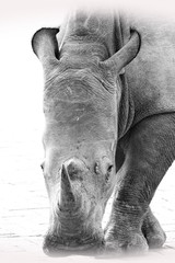 Nashhorn - Rhino Portrait