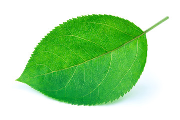 Fototapeta na wymiar Apple leaf with soft shadow isolated on a white background with clipping path. One of the best isolated apples leaves that you have seen.