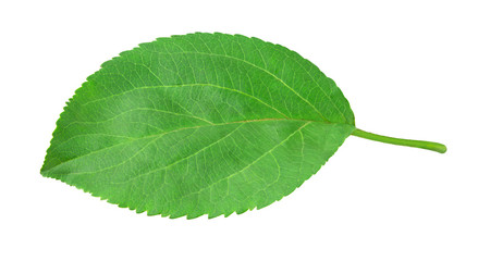 Fototapeta na wymiar Apple leaf isolated on a white background with clipping path. One of the best isolated apples leaves that you have seen.
